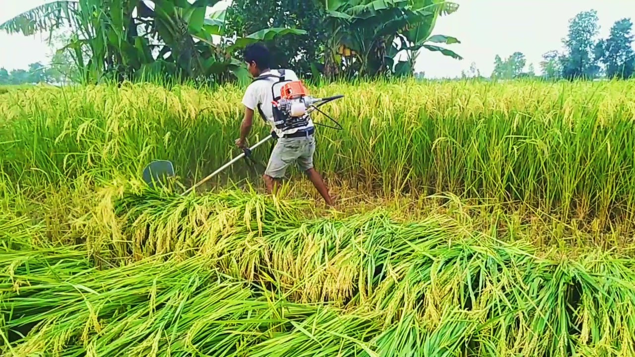 perawatan alat panen padi