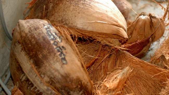 Sabut Kelapa Sebagai Bahan Baku Industri